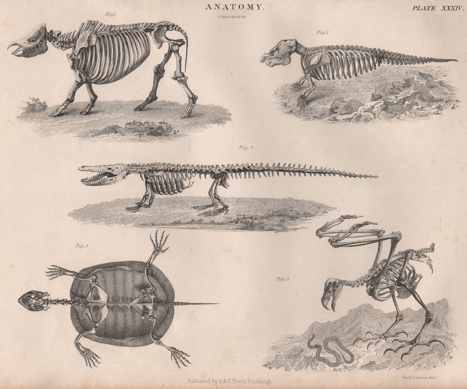 Anatomy. Animal skeletons. Crocodile tortoise turtle bird. BRITANNICA 1860